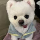 바우라움동물병원 네이버블로그