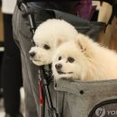라온메디텍 네이버블로그