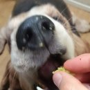 빵먹는 강아지 이미지