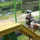 애견랜드 이미지