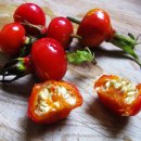 로즈힙 (Rose Hip) 이미지