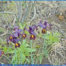 아이리스 이미지