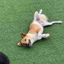 도그어스 플래닛 이미지