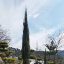 (주)체리블루 Daum카페