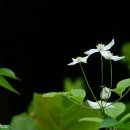 여름의 숲 Daum카페