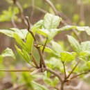 인진쑥농장 이미지