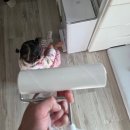 돌돌이 | 코스트코 고로고로 돌돌이 내돈내산 구매 후기