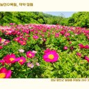 작약정원