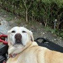 하누까까 이미지