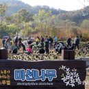 미선