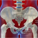고관절 해부생리학 이미지