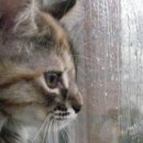 고릴라 멀티짐 이미지