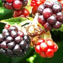 동상농장 이미지