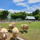 포니랜드 이미지