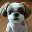 시츄언니 이미지