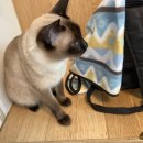 새봄동물병원 이미지