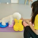옐레드 하남미사점 | 하남애견유치원 옐레드 하남미사점 솔직후기