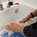 소풍애견미용 이미지