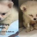 모란동물병원 이미지