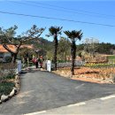 선도수선화 이미지