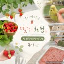 팜팜 | 용인 가볼만한 곳 | 팜팜 놀이터 딸기체험농장 후기 (아이와 갈 곳 추천)