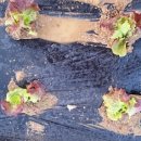 옥이텃밭 이미지