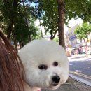 도그앤 도그 | [부천비숑미용] 우리 치코 도그앤도그 다녀왔어요!