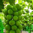 채니농장 이미지