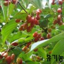 이명은 농장 이미지