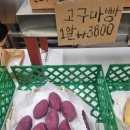 감자밭