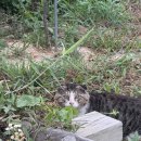 자작도해변 이미지