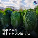 농업회사법인(주)에스비딤채 | 배추 키우기 김장배추 심는 시기와 방법 알아보기