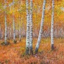 자작나무 이미지