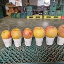 GAP 감홍과 시나노골드사과 50% 맛보기 이벤트 이미지