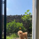 더 포레스트 이미지