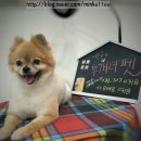 투개더 펫 이미지