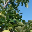 삼삼농장 이미지