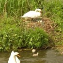 명품한우 이미지