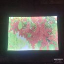 문경 오미자테마터널 이미지