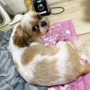 CoCo멍(코코멍) 이미지