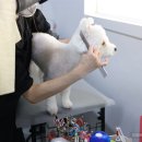 원 반려동물 미용실 이미지