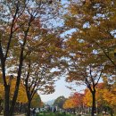 서울숲11 | 서울숲 단풍 실시간 11월 6일 방문 후기