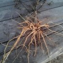 김병기농장 이미지