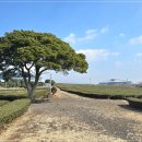 카페밭티 | 제주 녹차밭 카페 오설록 티뮤지엄 방문후기, 카페·전시·기념품까지 한 번에
