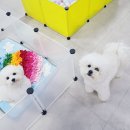 파파퍼피 DOG하우스 이미지