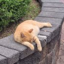 석천중 앞 이미지