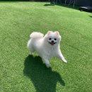 뛰뛰 강아지 놀이터 이미지