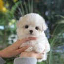 장평펫샵(장평동물병원) | 진해미니비숑분양 강아지 많은 펫샵