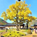 원광보은의집 | [은행나무 단풍 명소] 청도 운문사 은행나무 개방일 단풍 절정