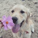 하늘아래 첫동네 꿩밭 이미지